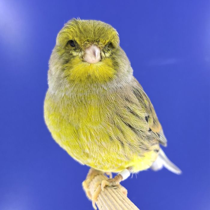 Kanarek, samczyk 14 - sprzedam, Wrocław