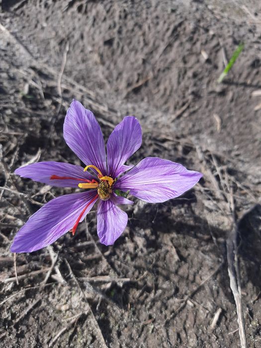 Шафран з Полісся,спеція