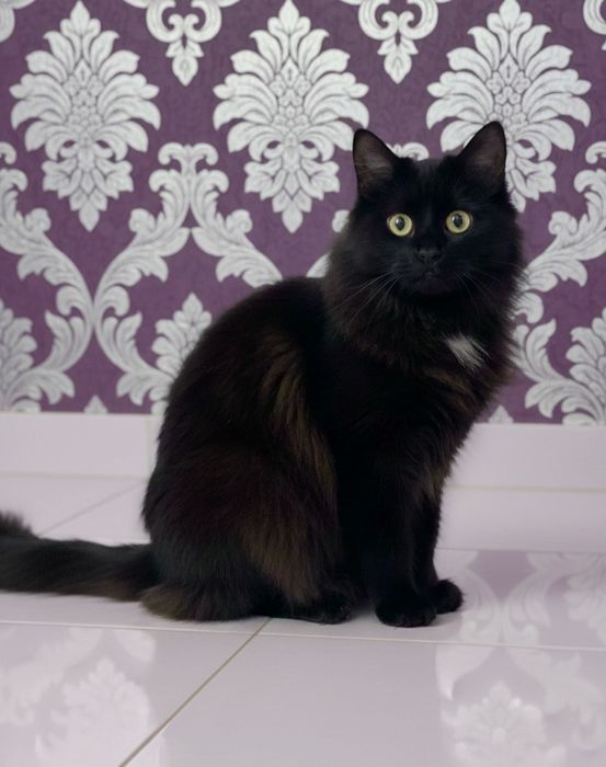 Терміново потрібна сім'я