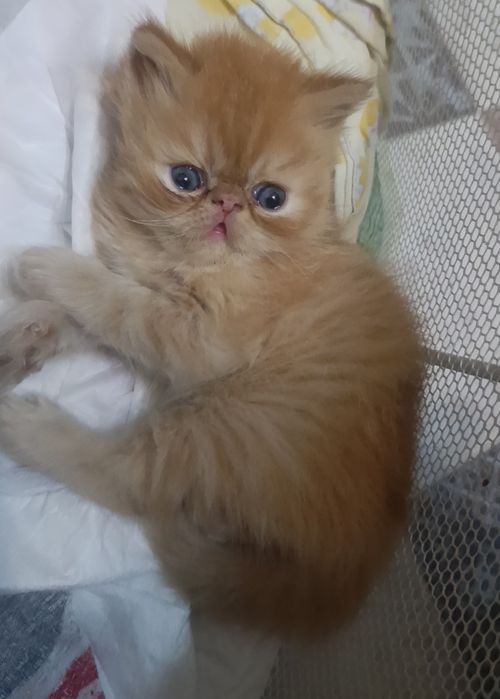 Персидские котята