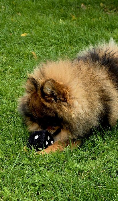 Szpic Miniaturowy (Pomeranian)
