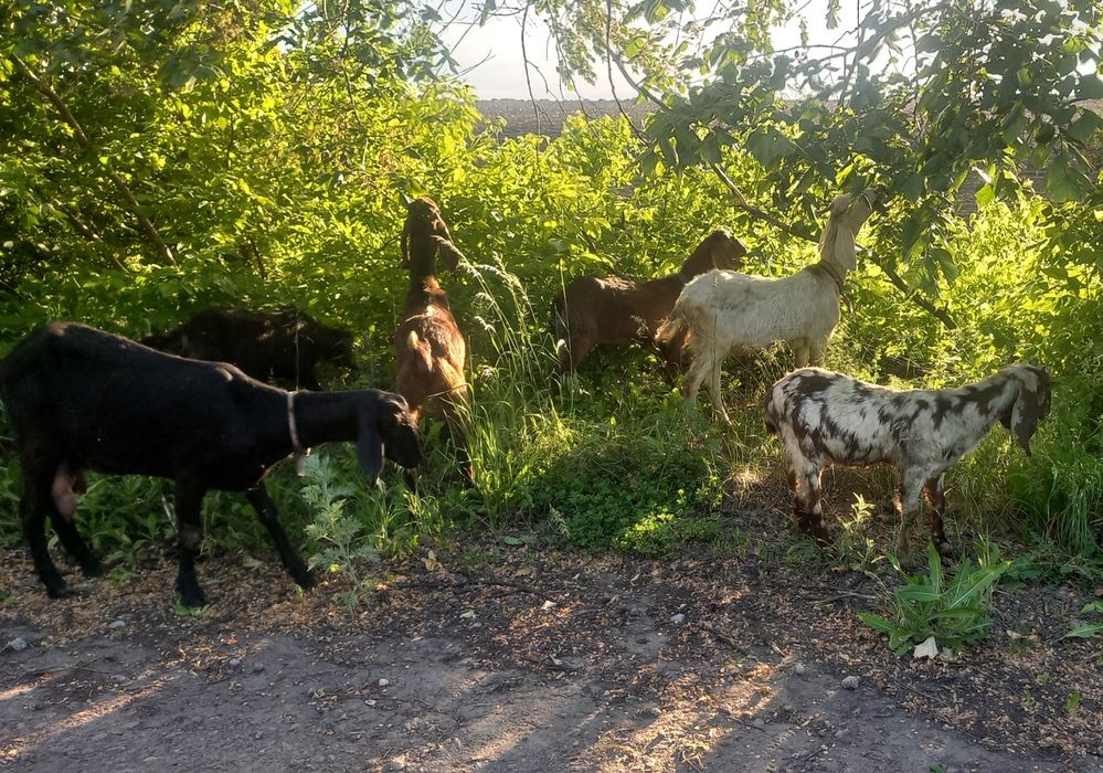 Шукаємо нову домівку для нубійських кіз