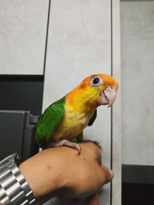 Pionite Leucogaster - Macho Criado a mão - Simplesmente adorável - Marianinha Canela