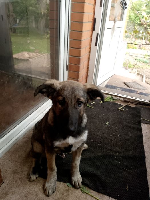 Віддам цуценя в гарні руки