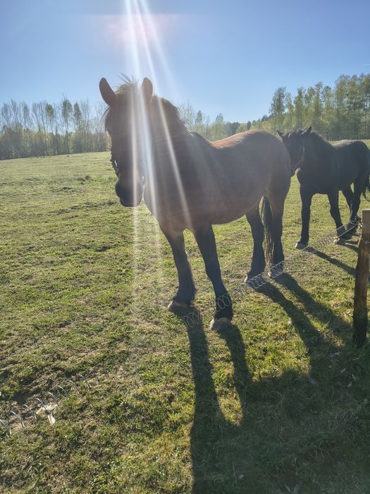 Konie na sprzedaż