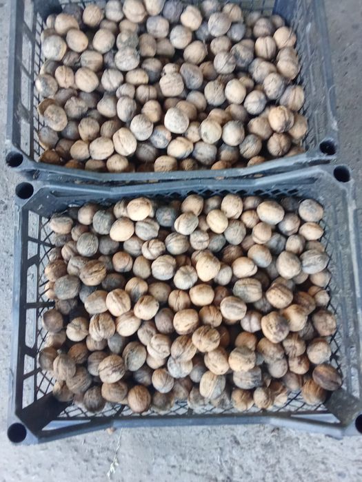 продам волоські горіхи