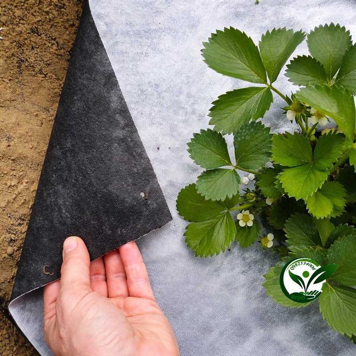 Купити агроволокно для захисту рослин від морозу, заморозків, бур'янів