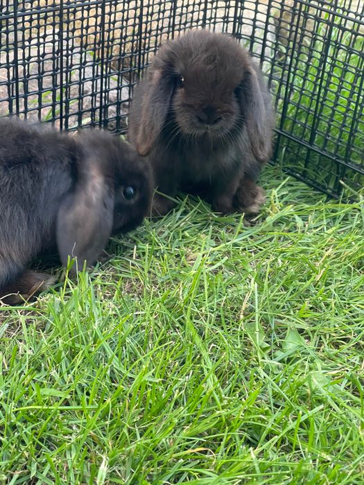 Króliczki Mini lop