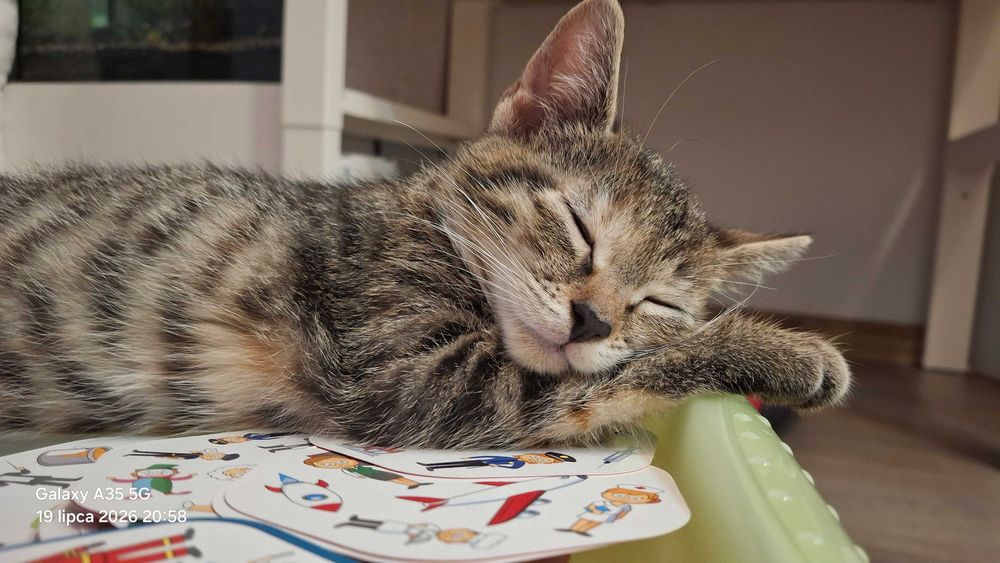 Mrusia 8tyg kociczka do.adopcji