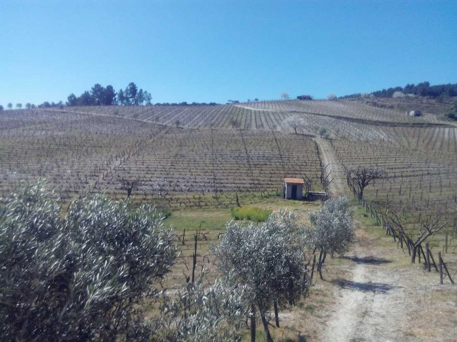Quinta no Douro com terrenos e casa