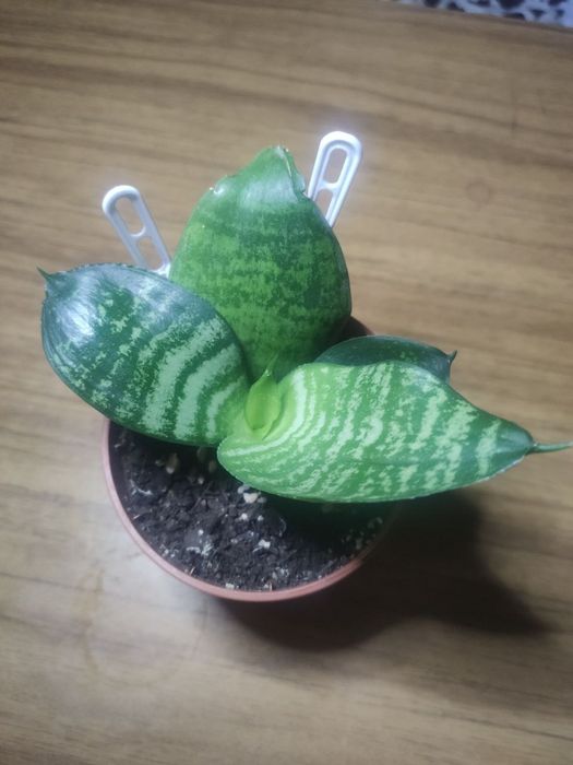 Сансіеверія Ханни молода рослина