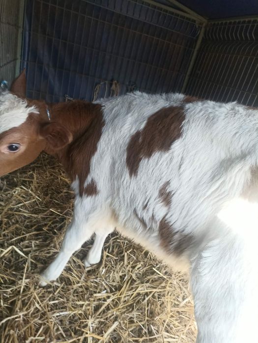 Sprzedam jałówke simentalke