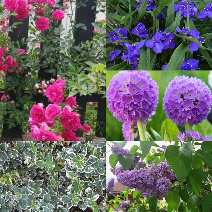 Традесканція, бересклет,троянда плетиста, іриси жовті, сосна, примула