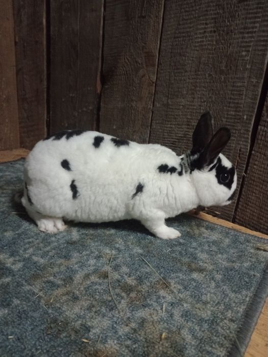 Karzełki rex dalmatyńskie