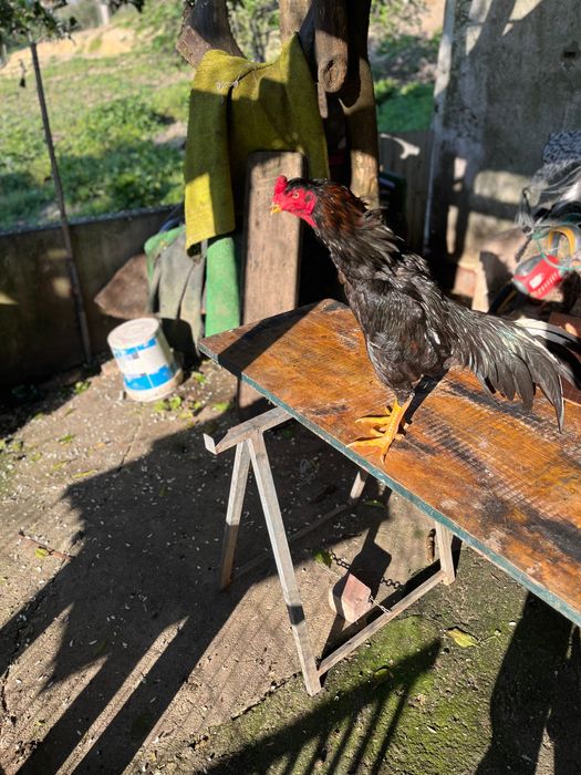 Vendo um galo indo brasileiro para quem gosta de criação esse e bom