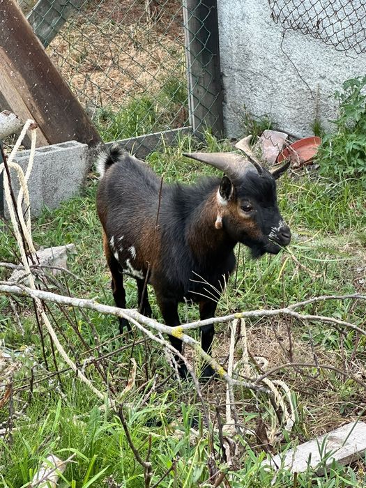 Cabras anãs Adultas