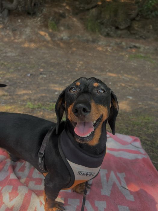 Daschshund Teckel Miniatura Macho para acasalamento
