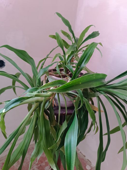 Кімнатна рослина панданус