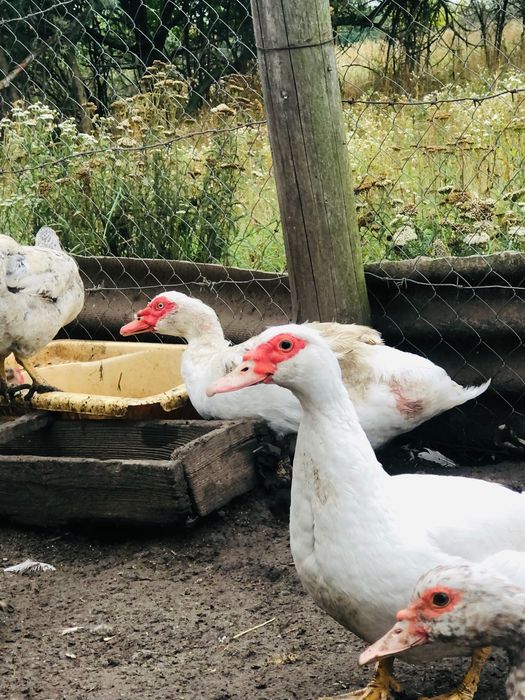 Продам качок і каченят шипунів