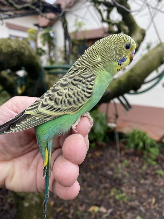Periquito domesticado - baixa de preço