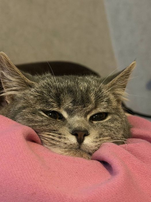 Продається. Тигрова Британка