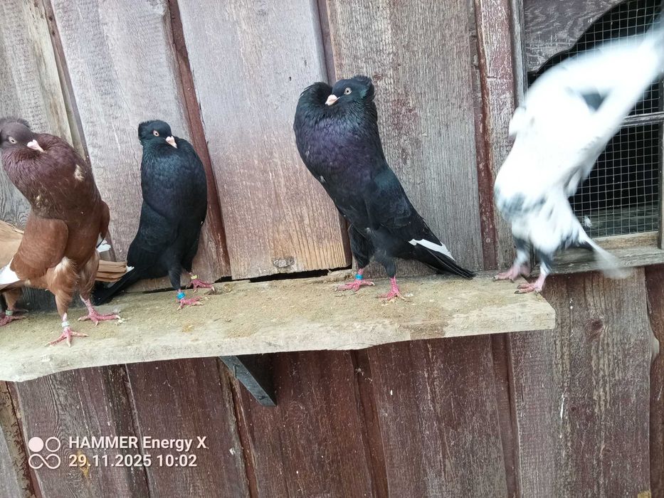 Garłacz Górnoślaski