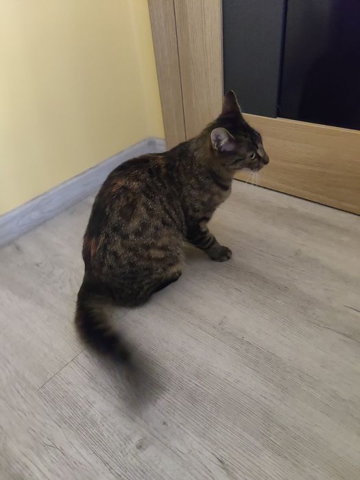 Znaleziony kotka Pilne