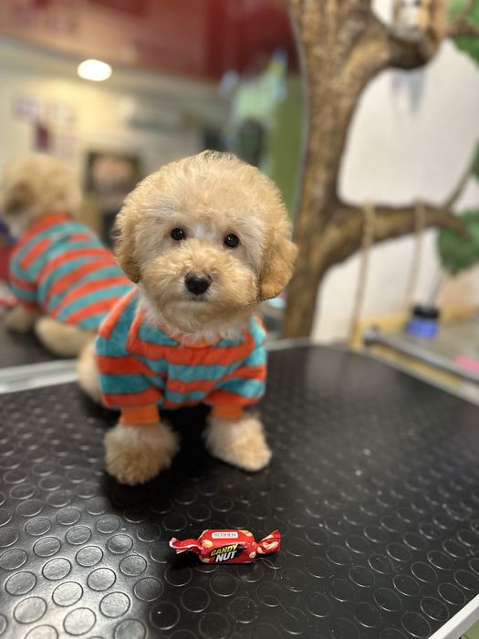 Лапуля пудель мадьчик