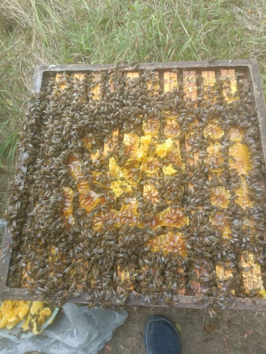 Odkłady pszczele 6 ramkowe