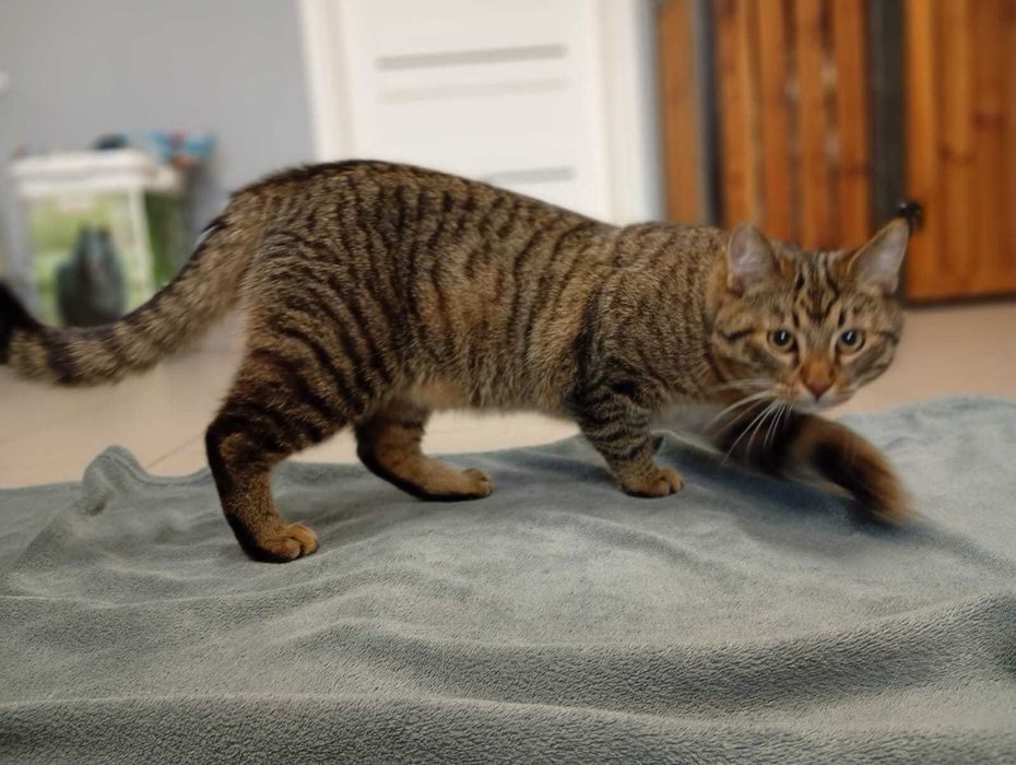 Myrciu- młody kocurek do adopcji