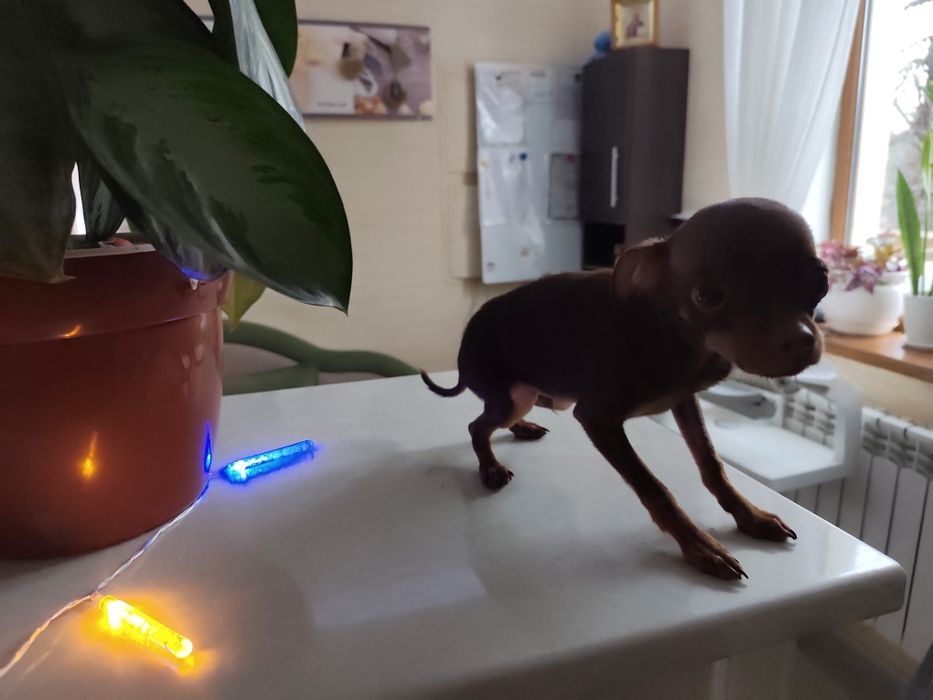 Щенок той-терьера (миник)