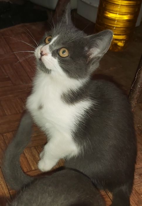 Котята отдам в добрые рукии