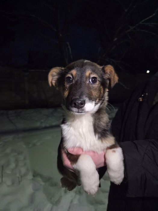 Цуценята в добрі руки