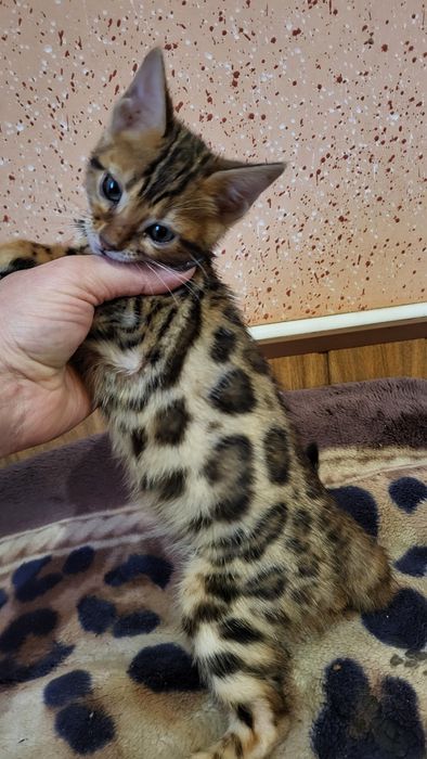 Бенгальский мальчик  wcf