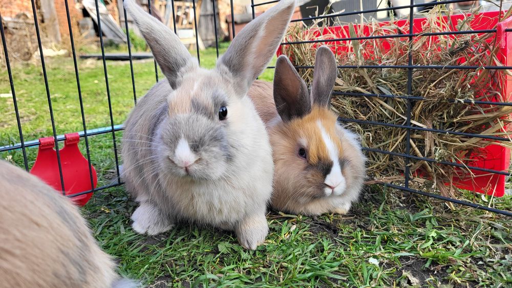 Króliczek miniaturka, królik samiec