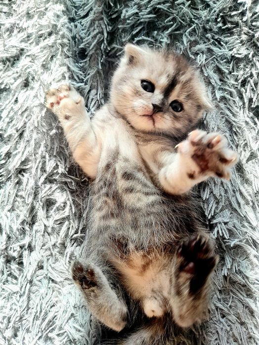 Дорогі кошенята британські шиншили! Шикарні розкраси! Приймаю бронь