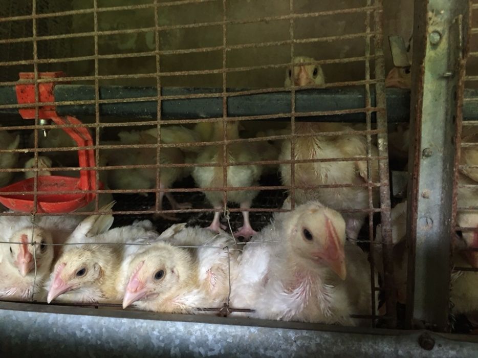 Бройлер КОББ 500