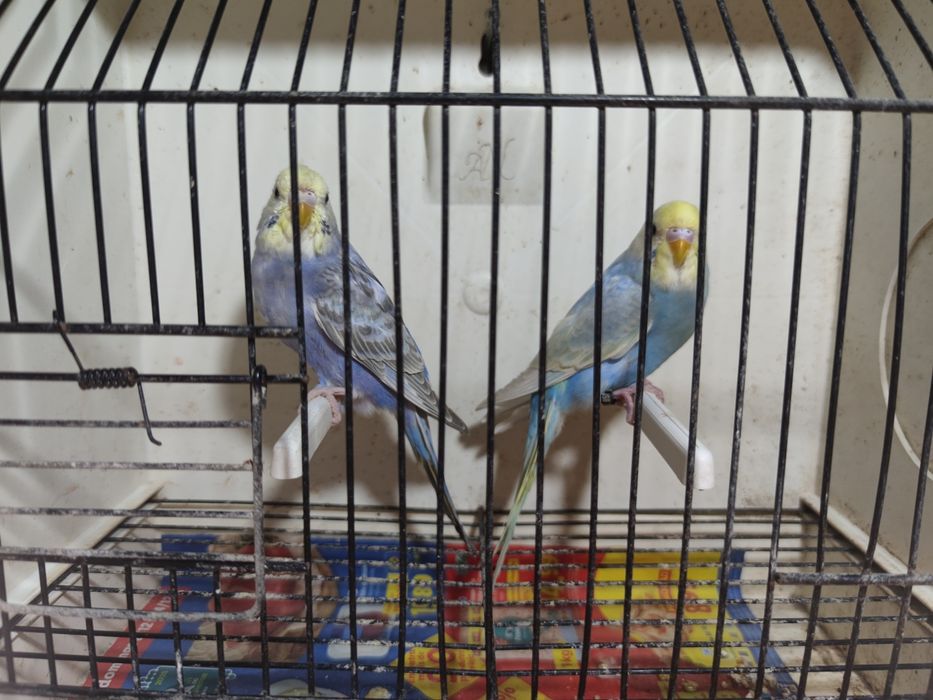 Alguns casais de periquitos disponíveis