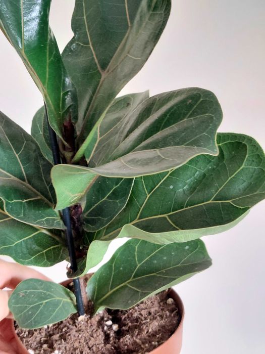 Planta Ficus lyrata Bambino