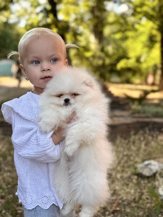 Шпиц мини мальчик