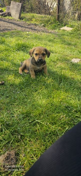 Szczeniaki szukają domu