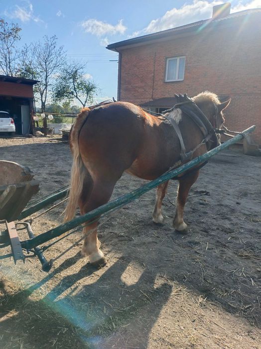 Źrebica 5 lat jezdzona