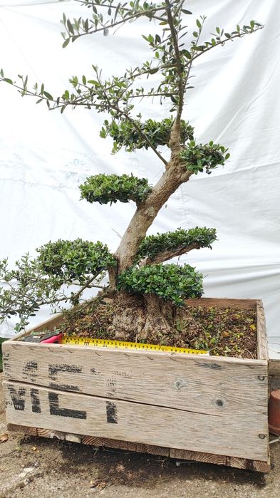 olea sylvestris , Oliveira bonsai