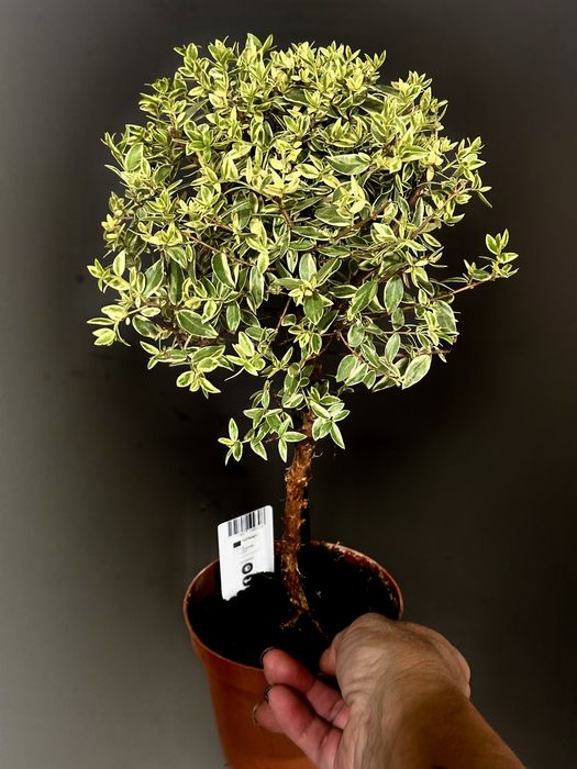 Мирт. Доставка по Україні.