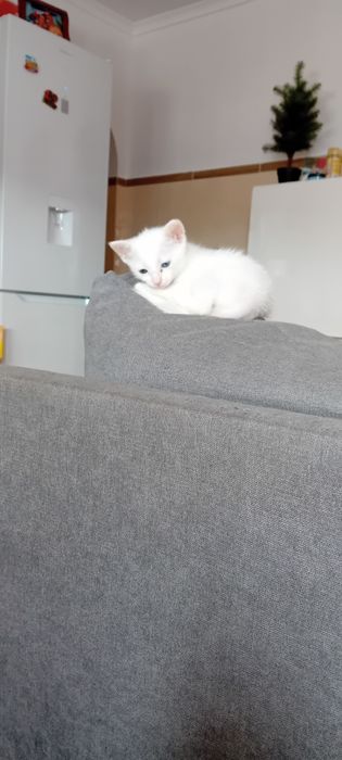 Animais  gatos adoção