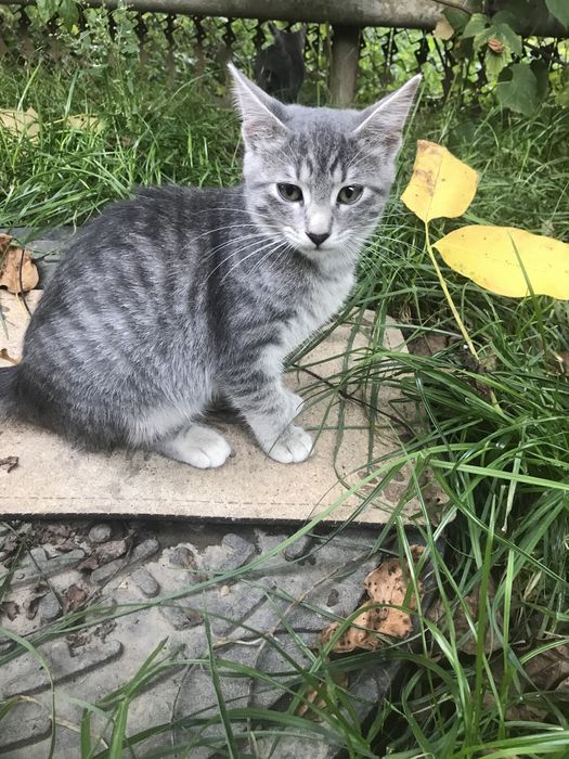 Віддамо кицьок в добрі руки