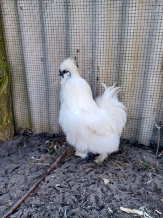 Sprzedam koguty silki I jaja lęgowe