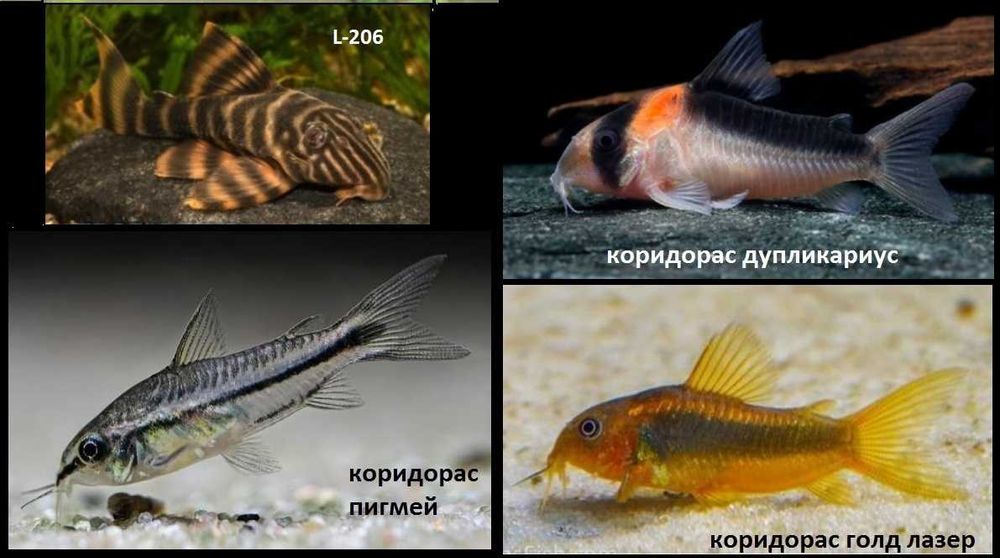пигмей, дупликариус, голд лазер, L-206 панак