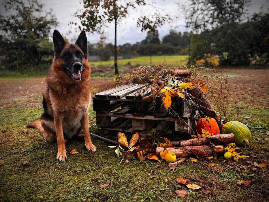 Wiktor - w typie Owczarek niemiecki; lubi się uczyć