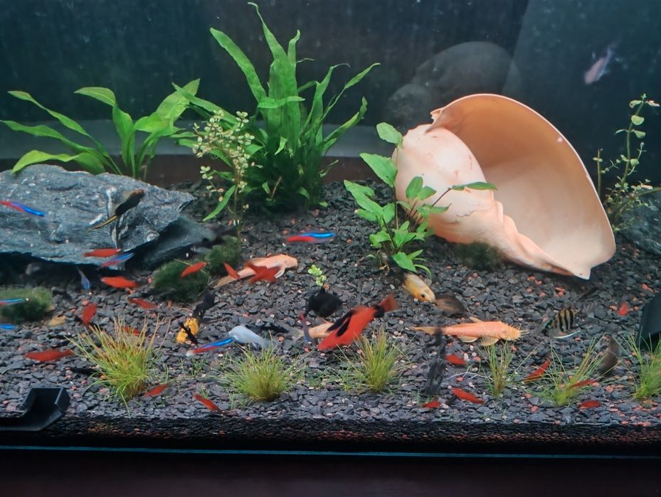 Młode rybki  Mieczyki Hellera